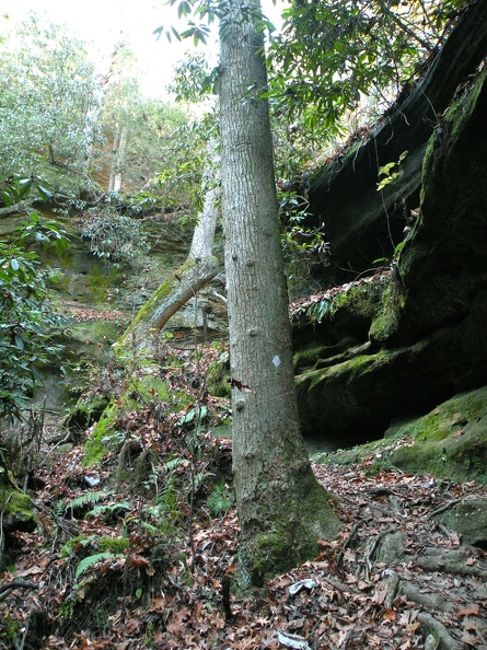 Rough Trail - 5